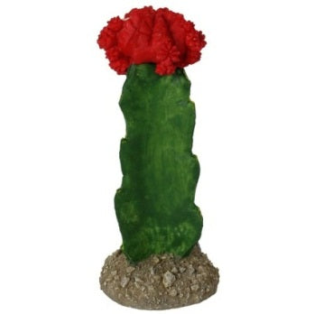 Red Maids Cactus