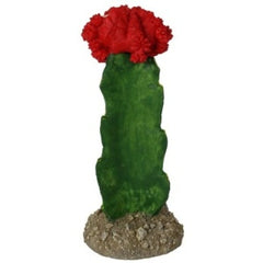 Red Maids Cactus
