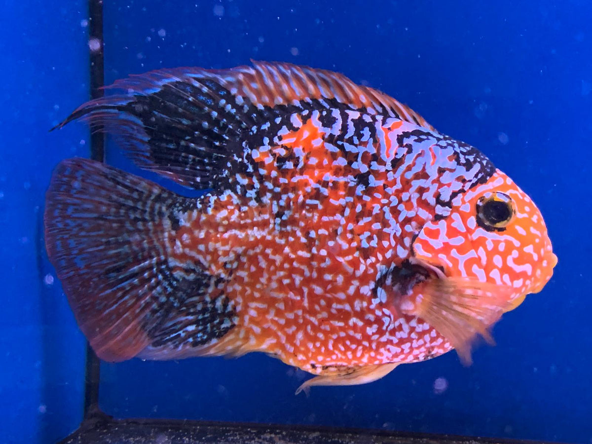 Cichlasoma Red Parrot "Galaxy"