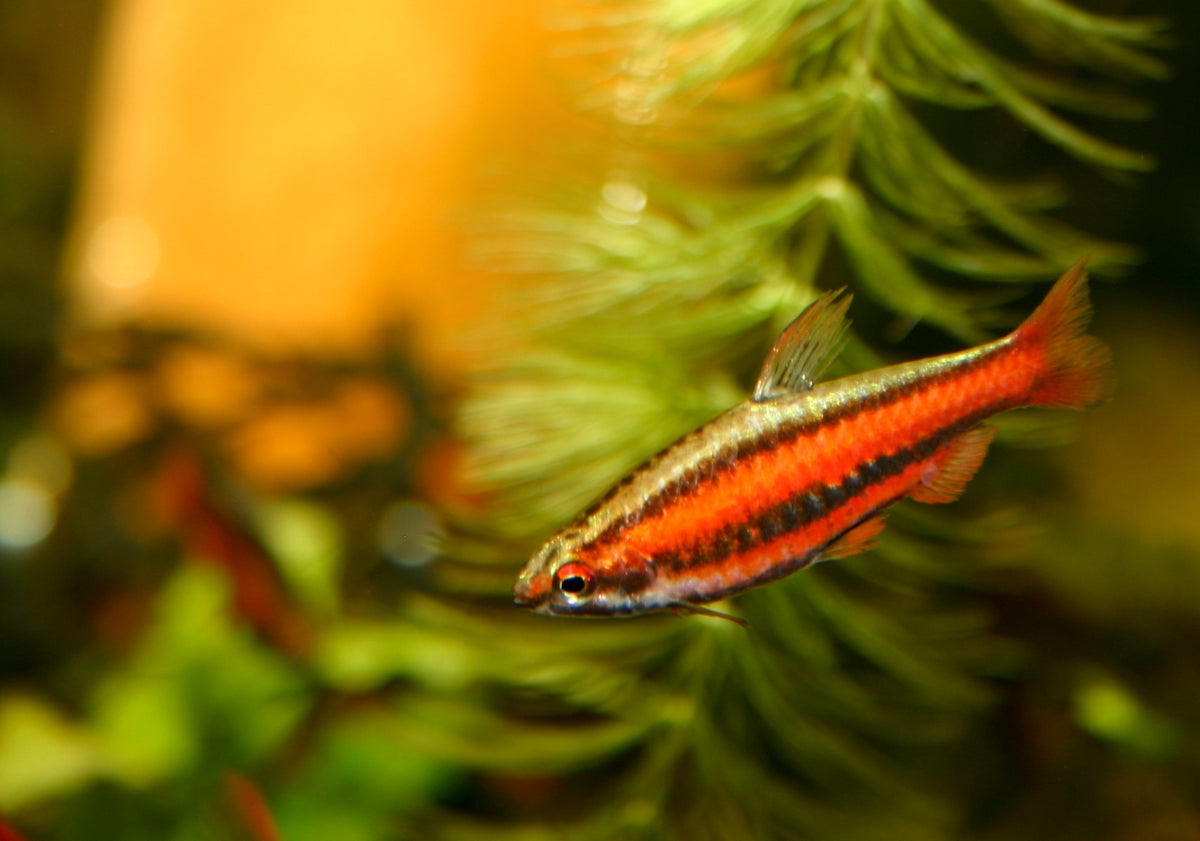 Nannostomus mortenthaleri Dwergpotloodvisje