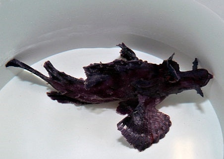 Rhinopias Eschmeyeri (Purple)