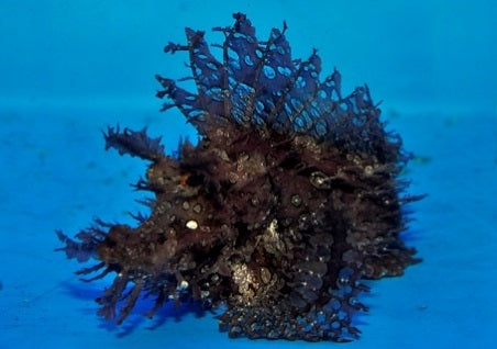 Rhinopias Frondosa (Purple)