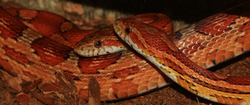 Pantherophis Guttatus Rode Rattenslang