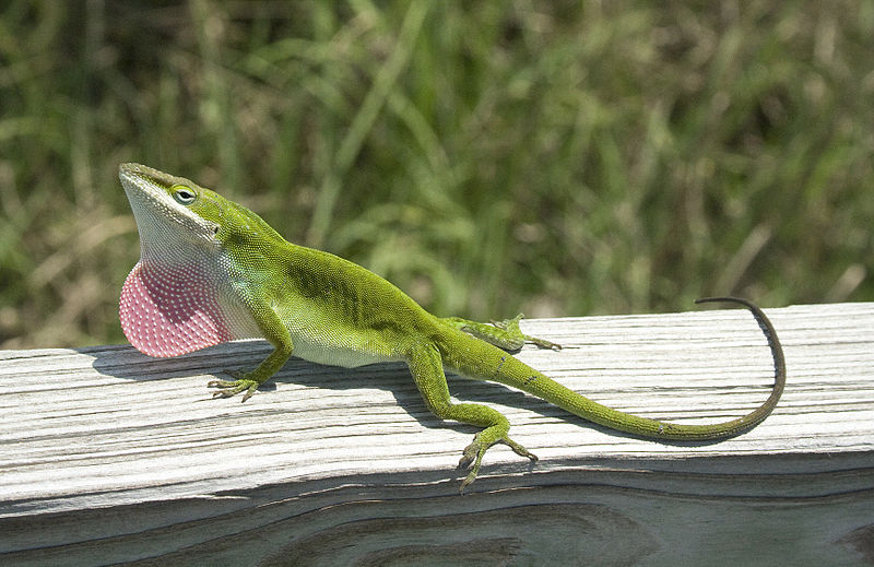 Anolis carolinensis Roodkeelanolis