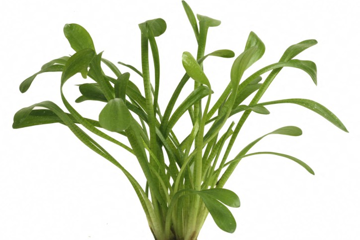 Sagittaria teres