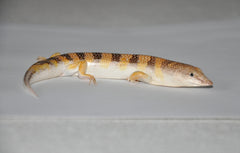 Scincus scincus