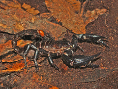 Heterometrus sp