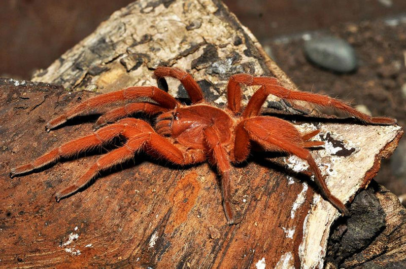 Selenobrachys philippinus Oranje vogelspin