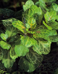 Trichocoronus variegatus