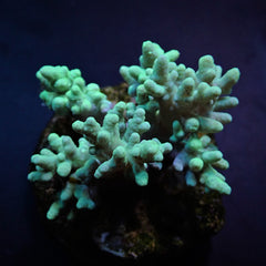 Sinularia spp. (Yellow-Green)