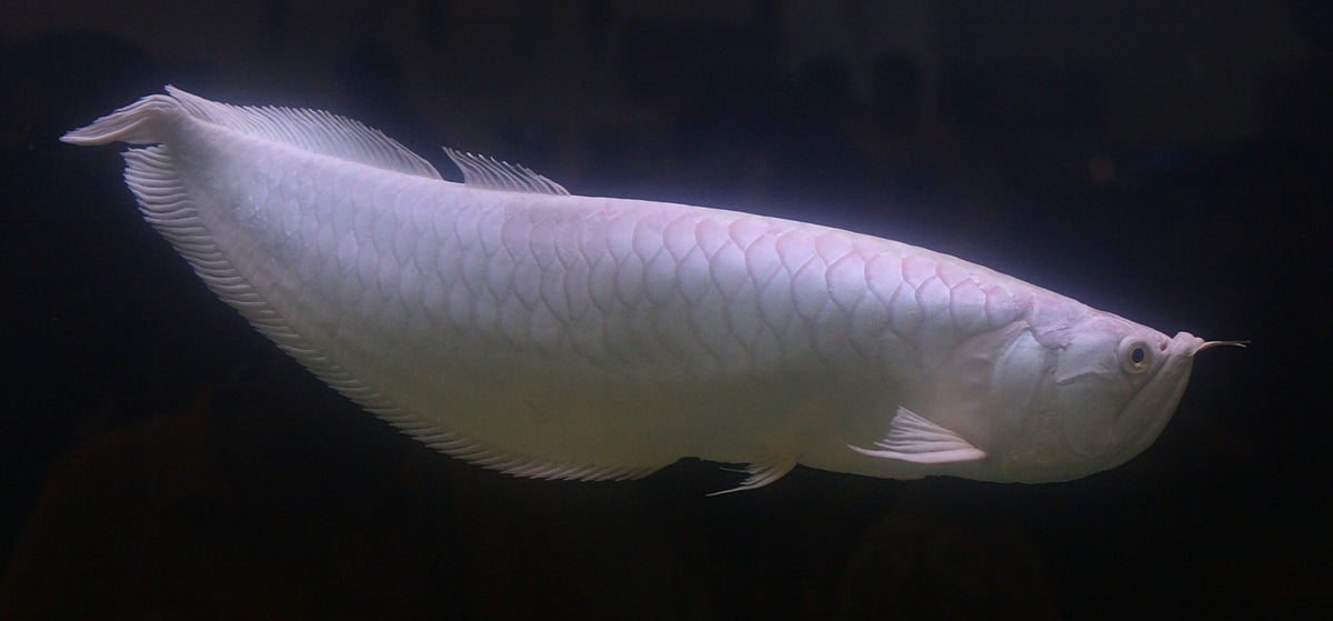 Osteoglossum Bicirrhosum Albino
