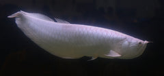 Osteoglossum Bicirrhosum Albino