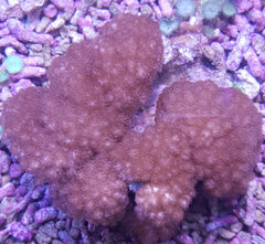 Cladiella spp. (O3Brocolli)