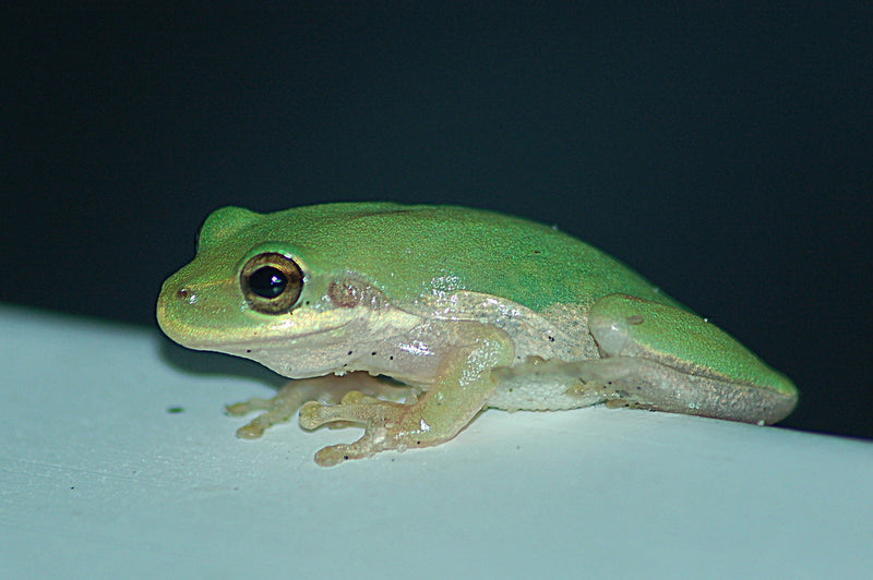 Hyla squirella Eekhoornboomkikker