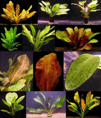 Plantpakket Echinodorus 4 stuks