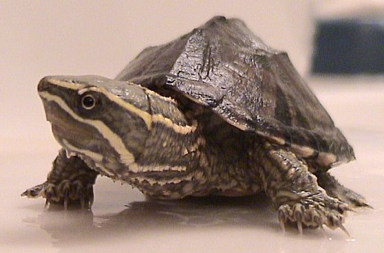 Sternotherus odoratus Muskusschildpad