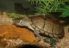 Sternotherus Odoratus Muskusschildpad