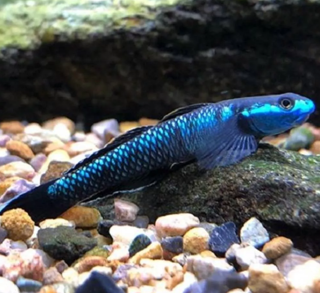 Stiphodon sp. Blue