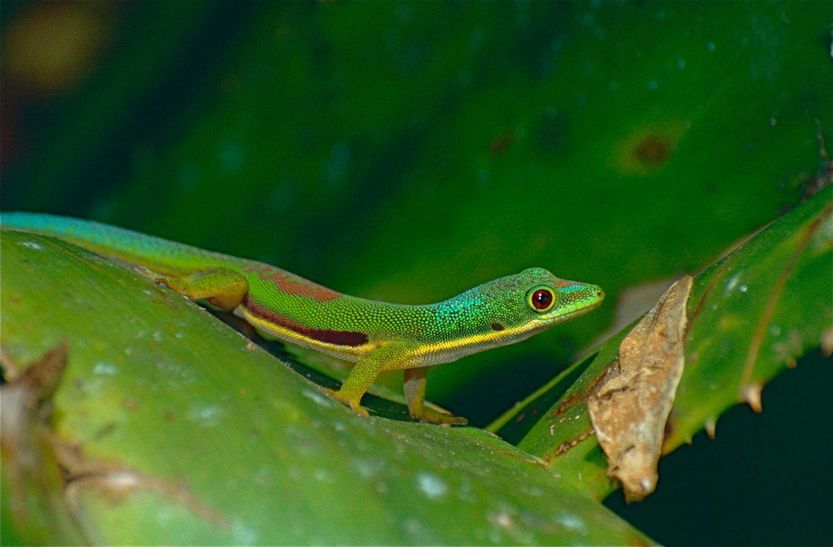 Phelsuma Lineata Gestreepte Daggekko