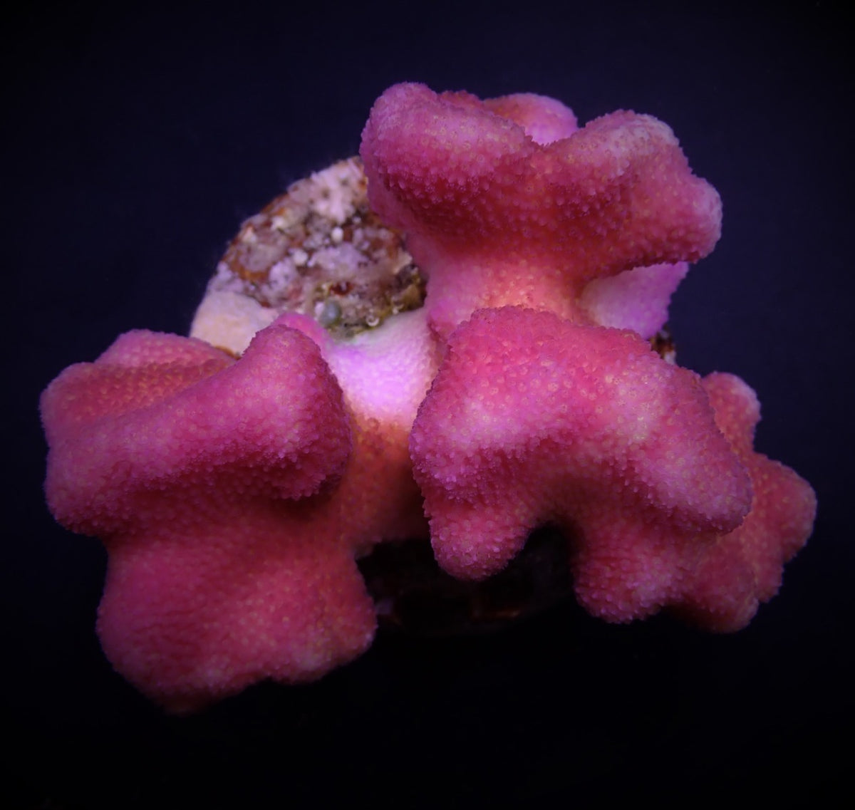 Stylophora pistillata (Pink)