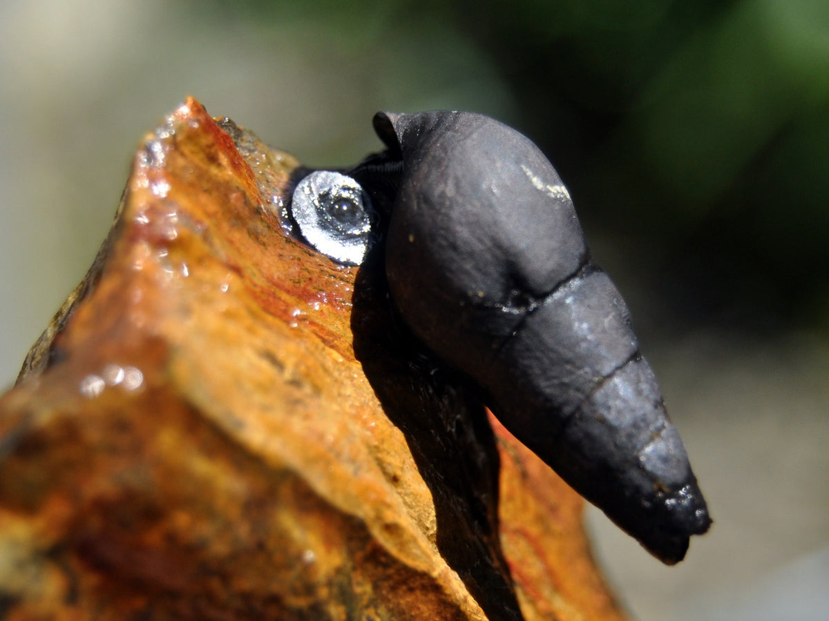 Sulcospira Testudinaria Black