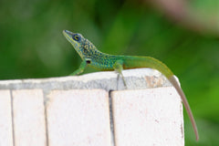 Anolis Roquet Summus
