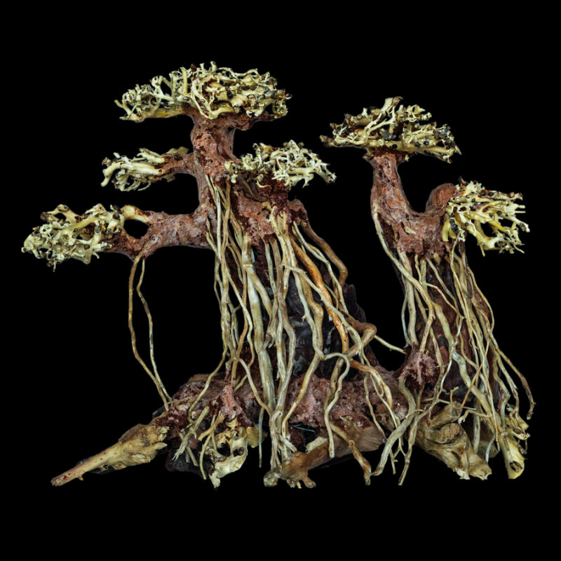 SuperFish Bonsai Twin Tree Medium