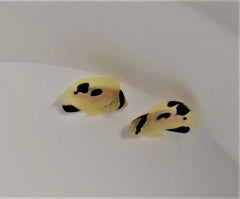 Apolemichthys xanthopunctatus X griffisi tank bred