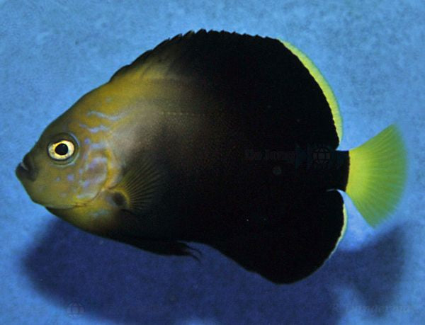 Chaetodontoplus cephalareticulatus tank bred