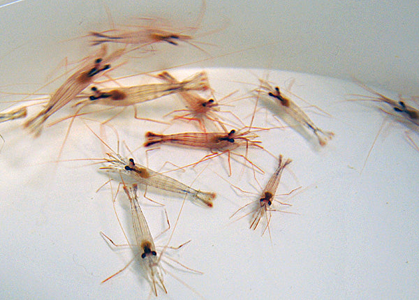 Lysmata wurdemanni T.B.