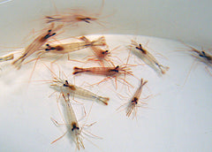 Lysmata wurdemanni T.B.