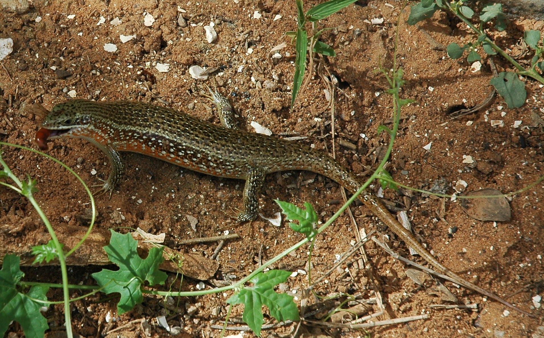 Trachylepis perrotetii Red sided Skink