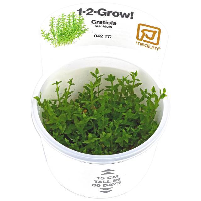 Gratiola viscidula - In Vitro Cup