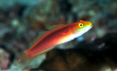 Valenciennea bella