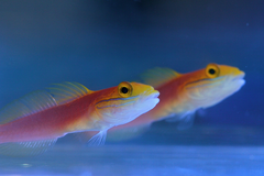 Valenciennea bella