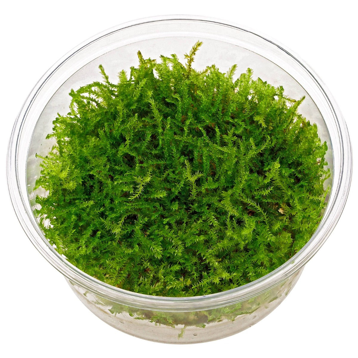 Vesicularia Montagnei 'christmas' - In Vitro Cup