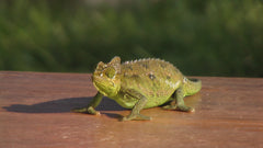 Trioceros hoehnelli