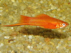 Xiphophorus Helleri Zwaarddrager Orange