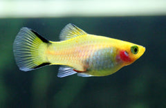 xiphophorus maculatus platy victorie geel