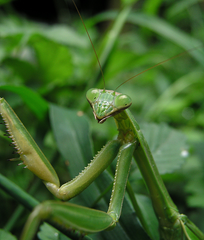 Stagmatoptera femoralis Praying mantis
